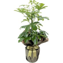 Serada Decor Plant Videolu Yemyeşil Tek Dal Şeflera Çiçeği 40-60 cm Saksılı Iç Mekan Bitkileri (Schefflera)