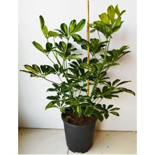 Serada Decor Plant Videolu Yapraklı Çift Dal Alacalı Şeflera Çiçeği 80-100 cm Saksılı Iç Mekan Bitkileri (Schefflera)