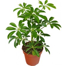 Serada Decor Plant Videolu Tek Dal Şeflera Çiçeği 30-60 cm Saksılı Iç Mekan Bitkileri (Schefflera)