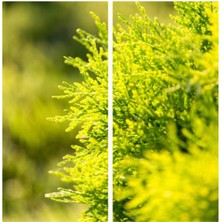 Serada Decor Plant Videolu 1 Adet Limoni Servi 60-120 cm Tüplü Dış Mekan Ağaçları(Cupressus Macrocarpa Goldcrest)