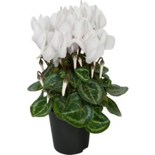 Serada Decor Plant Videolu Hoş Kokulu 1 Adet Beyaz Sıklamen Çiçeği Fidanı Saksılı 20-45CM (White Cyclamen Flower)