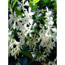 Serada Decor Plant 9 Adet Tüplü Mis Kokulu Arap Yasemini Rhyncospermum Jasminoides Türü 40-50 cm Boyunda