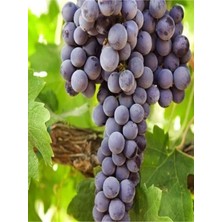 Serada Decor Plant Videolu Çok Tatlı Royal Üzüm Fidanı 40-60CM Tüplü (Royal Grape Sapling)