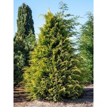 Serada Decor Plant Videolu Leylandii Melez Servi Fidanı 1 Adet Saksılı/ Tüplü 30-50 cm (Leylandii Cedar)