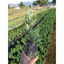 Serada Decor Plant Leylandi Fidanı, 10 Adet Torbada 30 cm Üzeri