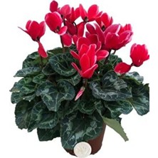 Serada Decor Plant Canlı Sıklamen Kırmızı Rengi Büyük Boy Hediyelik Bitki