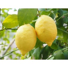 Serada Decor Plant Videolu Sulu Limon Ağacı Fidanı 70-100 cm Saksılı/tüplü Dış Mekan Ağaçları Lemon Tree