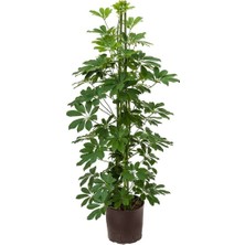 Serada Decor Plant Videolu Tek Dal Şeflera Çiçeği 45-65CM Saksılı Iç Mekan/salon Bitkileri (Schefflera)