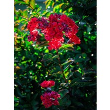 Serada Decor Plant Videolu Kırmızı 40-60 cm Oya Ağacı Fidanı Dış Mekan Ağaçları Red Lagerstroemia
