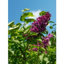 Serada Decor Plant Videolu Leylak Fidanı 1 Adet 60-80 cm Saksılı/ Tüplü Dış Mekan Bitkileri (Lilac)