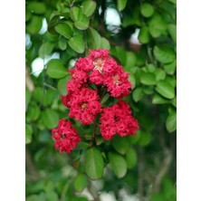 Serada Decor Plant Videolu Kırmızı Oya Ağacı Fidanı 1 Adet Saksılı/ Tüplü 40-70 cm ( Red Lagerstroemia Indica)