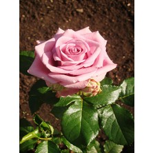 Serada Decor Plant Videolu Pembe Yediveren Mis Kokulu 2 Adet Gül Fidanı 50-70 cm Saksılı ( Pink Rose Sapling)