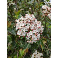 Serada Decor Plant Videolu Lucidum Kartopu Çit Bitkisi 1 Adet Saksılı/ Tüplü 100-120CM (Viburnum Tinus Lucidum)