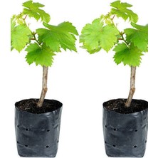 Serada Decor Plant Videolu Tatlı Pembe Üzüm 2 Adet Saksılı/ Tüplü 30-50CM Dış Mekan Bitkisi (Red Grapes)