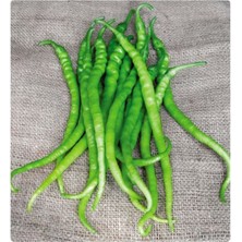 Serada Decor Plant Acı Kıl Biber Tohumu (5 Gr.) Bol Verimli