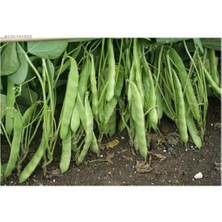 Serada Decor Plant Nadir Yediveren Magnum Fasülyesi Tohumu 15 Tohum Tohum Fasulye Tohumu