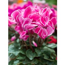 Serada Decor Plant Videolu Pembe 1 Adet Canlı Sıklamen Çiçeği Saksılı 30-50CM (Cyclamen Flower)