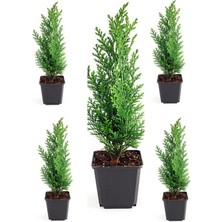 Serada Decor Plant Videolu Limoni Servi Fidanı 5 Adet Saksılı 30-55 cm Dış Mekan Bitkisi (Cupressus Macrocarpa)