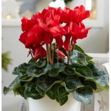 Serada Decor Plant Kırmızı Sıklamen Çiçeği / Tavşan Kulağı / Cyclamen