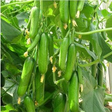 Serada Decor Plant Geleneksel Çengelköy Hıyarı Erkenci Badem 20 Adet Salatalık Tohumu