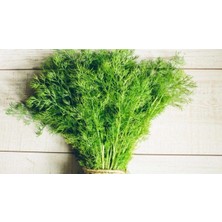 Serada Decor Plant Geleneksel Bol Kokulu Dereotu Tohumu (5 Gr.) Bol Verimli