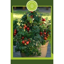 Serada Decor Plant Bodur Cherry Domates Tohumu (30 Adet)