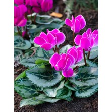 Serada Decor Plant Videolu Özel Tür Pembe 1ADET Sıklamen Fidanı Saksılı/tüplü 35-65CM (Pink Cyclamen)