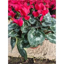 Serada Decor Plant Sıklamen Hediyelik Çiçek