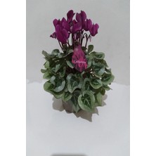 Serada Decor Plant Canlı Siklamen Çiçeği Hediyelik Çiçek