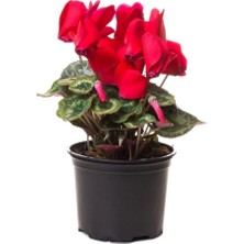 Serada Decor Plant Siklamen Çiçeği Hediyelik Çiçek