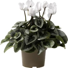 Serada Decor Plant Beyaz Siklamen Çiçeği Tavşan Çiçeği Cyclamen