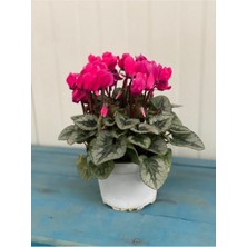 Serada Decor Plant Canlı Pembe Sıklamen Çiçeği 13 cm Saksı Çiçekli Bodur Bitki