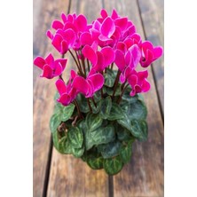 Serada Decor Plant Siklamen Çiçegi Pembe 1. Kalite Cyclamen