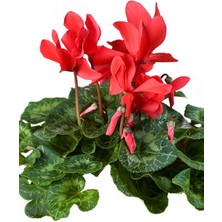 Serada Decor Plant Videolu Kırmızı Sıklamen Tavşan Kulağı Çiçeği 1 Adet 20-40CM Iç Mekan Ofis Bitkisi (Cyclamen)