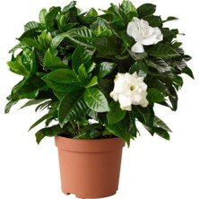 Serada Decor Plant Videolu Efsane Kokulu Hediyelik 1 Adet Gardenya Çiçeği Saksılı 30-45CM (Gardenia Flower)