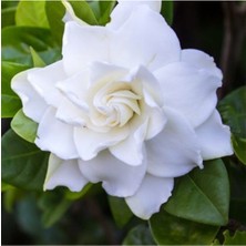 Serada Decor Plant Videolu Efsane Kokulu Hediyelik 1 Adet Gardenya Çiçeği Saksılı 30-45CM (Gardenia Flower)