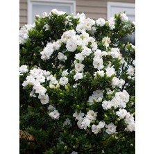 Serada Decor Plant Videolu Efsane Kokulu Hediyelik 1 Adet Gardenya Çiçeği Saksılı 30-45CM (Gardenia Flower)