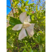 Serada Decor Plant Videolu Efsane Kokulu Hediyelik 1 Adet Gardenya Çiçeği Saksılı 30-45CM (Gardenia Flower)