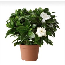 Serada Decor Plant Videolu Kokulu Hediyelik 1 Adet Gardenya Çiçeği Saksılı 30-50CM (Gardenia Flower)