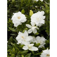 Serada Decor Plant Videolu Kokulu Hediyelik 1 Adet Gardenya Çiçeği Saksılı 30-50CM (Gardenia Flower)