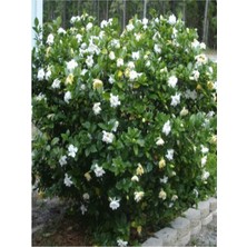 Serada Decor Plant Videolu Kokulu Hediyelik 1 Adet Gardenya Çiçeği Saksılı 30-50CM (Gardenia Flower)