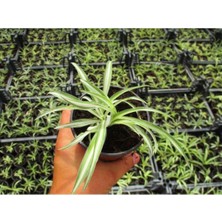 Serada Decor Plant Videolu Kurdela Çiçeği Ofis/ev 15-25 cm 20 Adet Dış Mekan Ağaçları Ribbon Flower
