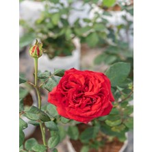 Serada Decor Plant Videolu Kırmızı Yediveren Mis Kokulu Gül Fidanı 3 Adet Saksılı 50-90 cm (Red Rose Sapling)