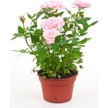 Serada Decor Plant Videolu Pembe Isparta Gülü Yoğun Kokulu Reçellik 1 Adet Saksılı/tüplü 35-65 cm (Isparta Rose)