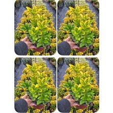 Serada Decor Plant Videolu Altuni Sarı Taflan Dış Mekan Bitkisi 4 Adet Saksılı/tüplü 30-60CM (Euonymuus Japonica)
