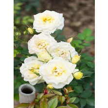 Serada Decor Plant Videolu Krem Beyazı 2 Adet Yediveren Kokulu Gül Fidanı Saksılı 50-75 cm (Cream White Rose)