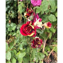 Serada Decor Plant Videolu Yediveren Meyland Kırmızı Kokulu Isparta Gülü 1 Adet Saksılı/tüplü 55-65 cm (Meyland Rose)
