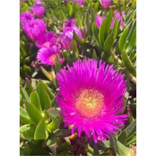 Serada Decor Plant Videolu 10'lu Buz Çiçeği Fidesi 5-10 cm Tüplü Çiçekli Bodur Bitkiler Mesembryanthemum