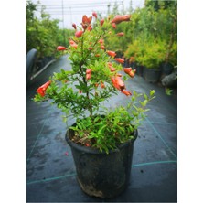 Serada Decor Plant Videolu Bodur Süs Narı Fidanı 40-60 cm Saksılı Çiçekli Bodur Bitkiler Pomegranate Tree