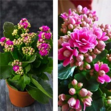 Serada Decor Plant Kalanchoe Çiçeği Kalanşo (Emel Hanım) Pembe 8.5 Saksıda Çiçekli Bodur Bitki